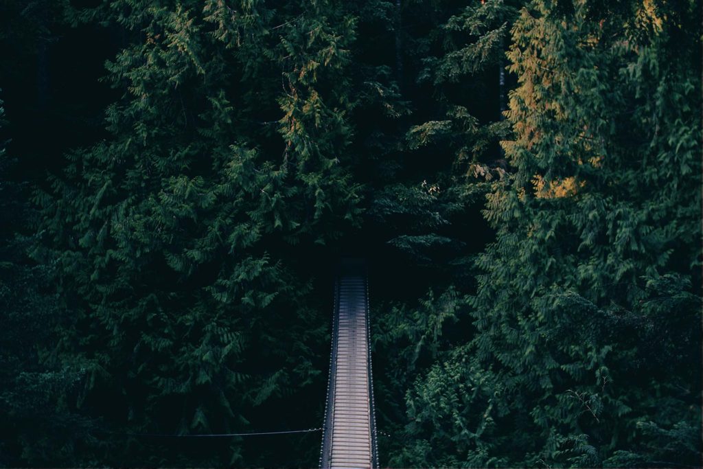 Un camino que lleva al interior del bosque.